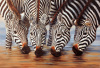 Henk van Zanten art print