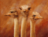 Henk van Zanten art print