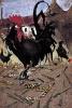 Joseph Crawhall art print