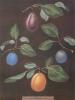 George Brookshaw art print