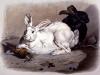 Louis Soulange Teissier art print