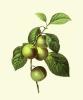 Pierre Joseph Celestin Redout� art print