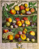 Robert Furber art print