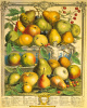 Robert Furber art print