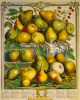 Robert Furber art print