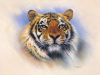 Stuart Coffield art print
