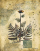 Joseph Augustine Grassia art print