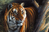 Kim Thompson art print