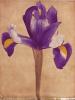 Scott Morrish art print