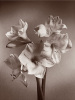 Bill Philip art print