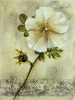 Dennis Carney art print