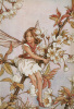 Cicely Mary Barker art print