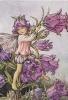 Cicely Mary Barker art print