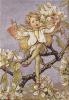 Cicely Mary Barker art print