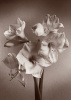 Bill Philip art print