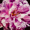 Jennifer Harmes art print