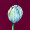 Kate Mawdsley art print