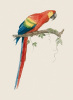 Jacques Barraband art print