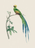 Jacques Barraband art print