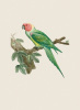 Jacques Barraband art print