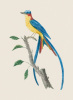 Jacques Barraband art print