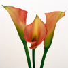 Bill Philip art print