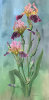 Jan Sacca art print