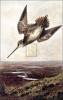 Archibald Thorburn art print