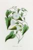 Georg Wolfgang Knorr art print