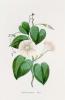 Georg Wolfgang Knorr art print
