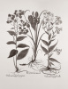 Basilius Besler art print