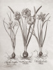 Basilius Besler art print