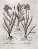 Basilius Besler art print