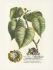 Georg Dionysus Ehret art print