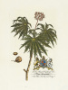 Georg Dionysus Ehret art print
