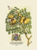 Georg Dionysus Ehret art print