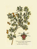 Georg Dionysus Ehret art print