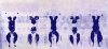 Yves Klein art print