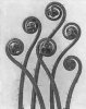 Karl Blossfeldt art print