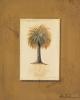 Victoria Splendore art print