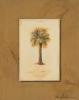 Victoria Splendore art print