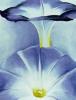 Georgia O'Keeffe art print