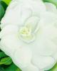 Georgia O'Keeffe art print