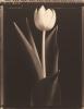Tom Baril art print