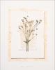 Deni Mechelle Newey art print