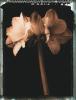 Talli Rosner-Kozuch art print