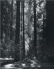 Ansel Adams art print