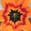 Adry Deekens art print