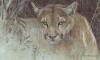 Robert Bateman art print