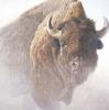 Robert Bateman art print